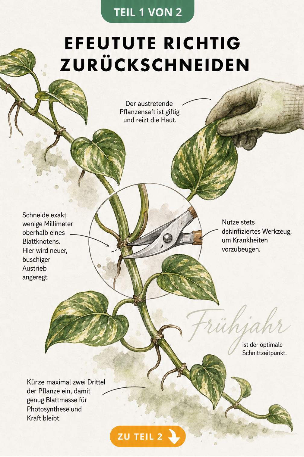 Botanische Illustration einer Efeutute mit Detailansicht des Schnittpunkts oberhalb eines Blattknotens