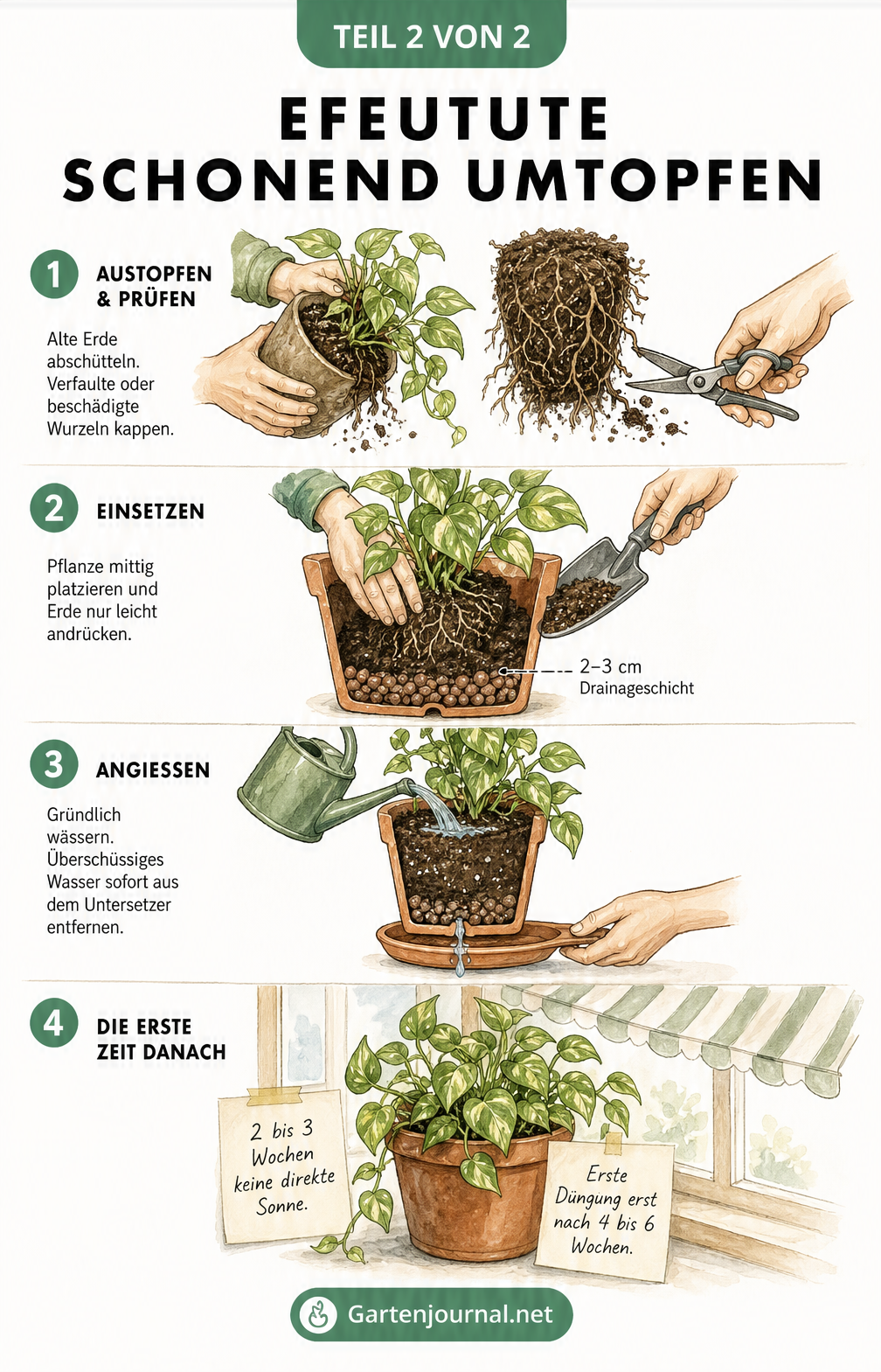 Vier illustrierte Schritte zum schonenden Umtopfen einer Efeutute: Austopfen, Einsetzen mit Drainageschicht, Angießen und die richtige Pflege in den ersten...