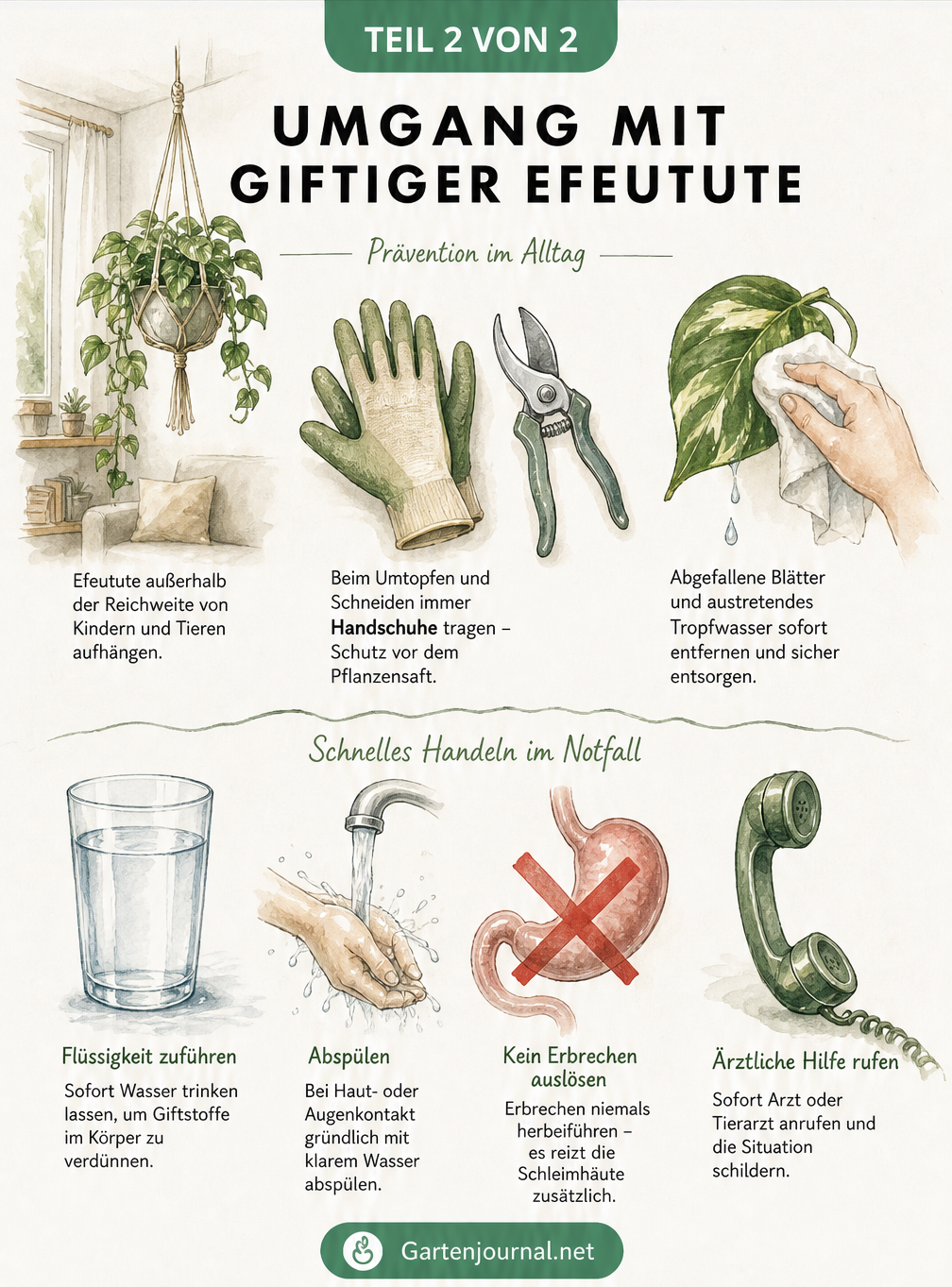 Illustration zum sicheren Umgang mit der Efeutute, Prävention durch Handschuhe und Erste-Hilfe-Maßnahmen bei Vergiftungen