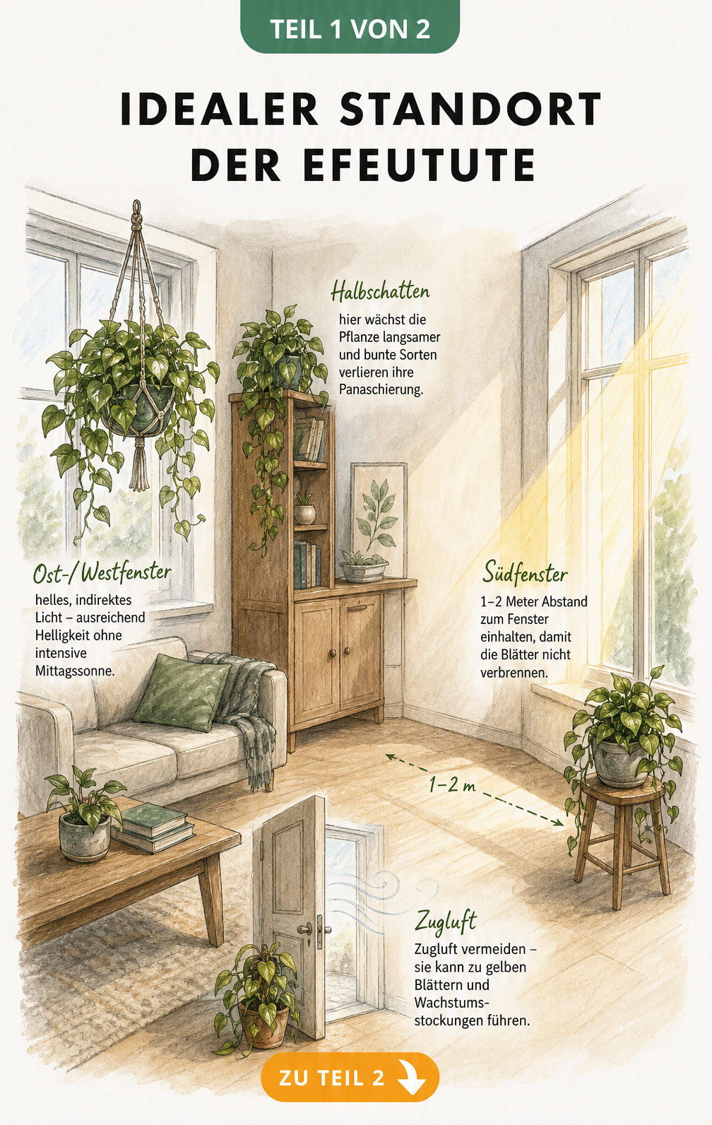 Skizze eines Wohnraums mit Efeututen an verschiedenen Standorten wie Ostfenster, Südfenster und im Halbschatten
