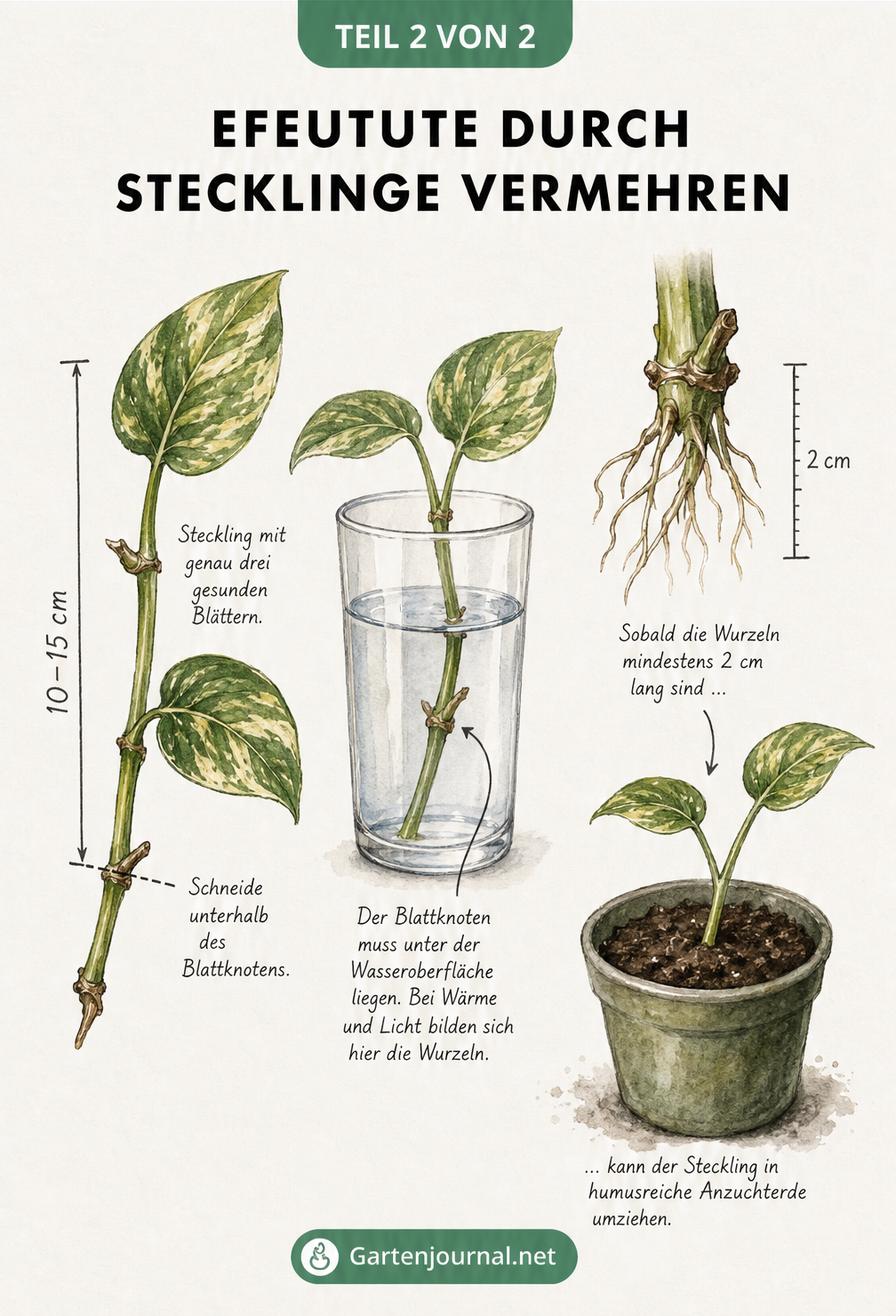 Aquarell-Zeichnung zur Vermehrung einer Efeutute durch Stecklinge im Wasserglas