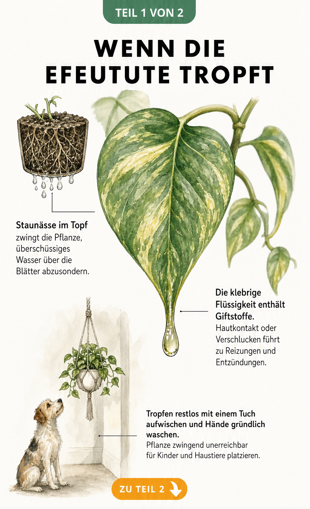 Illustration eines Efeututen-Blattes mit einem Tropfen an der Spitze, der auf Staunässe und Giftstoffe hinweist.