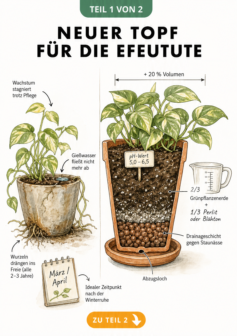 Illustration einer Efeutute in einem zu kleinen Topf mit Wurzeln, die aus den Abzugslöchern wachsen, und einem Querschnitt des idealen neuen Topfes mit...