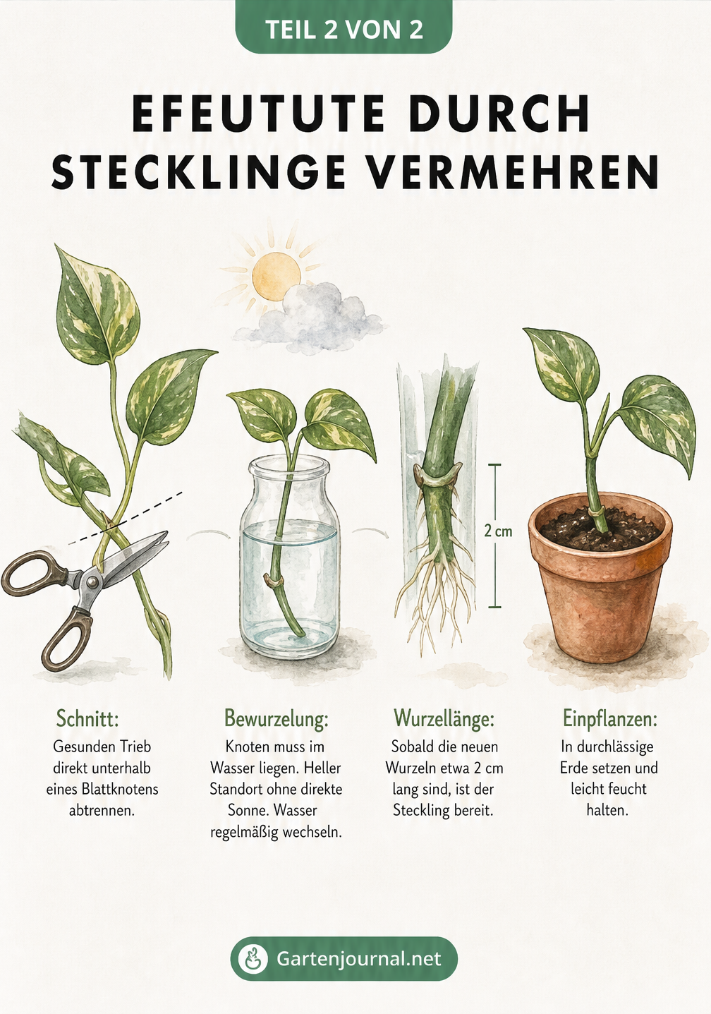 Aquarell-Illustration der Vermehrung einer Efeutute durch Stecklinge in vier Schritten: Schnitt, Bewurzelung im Wasserglas, Wurzellänge und Einpflanzen