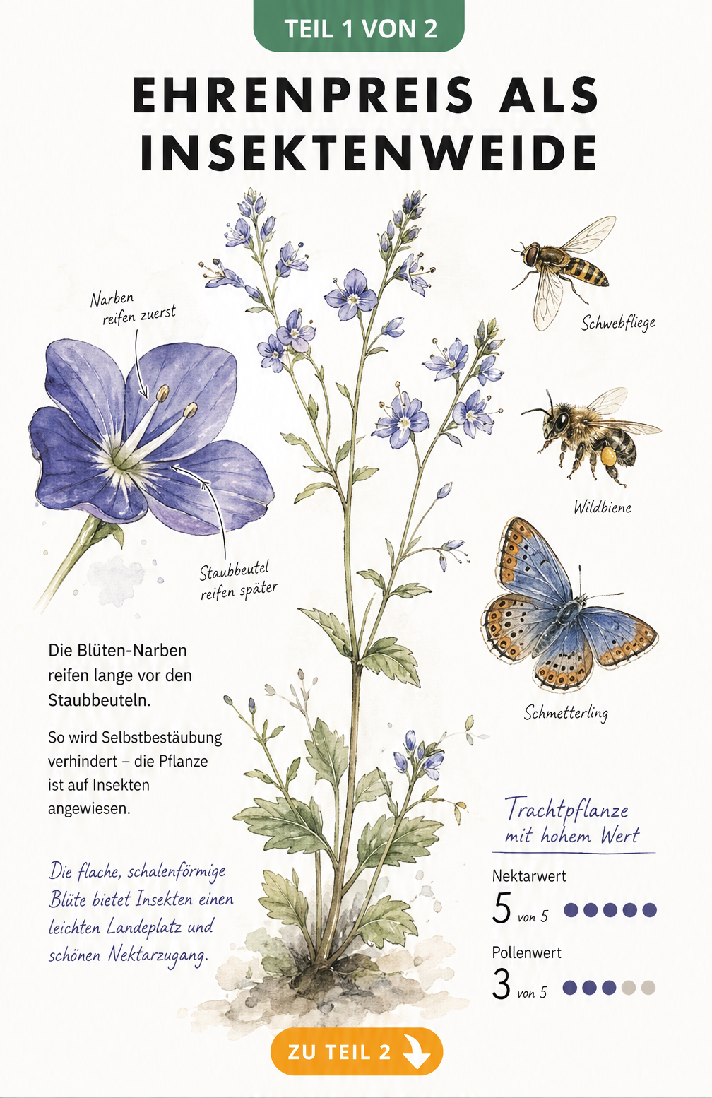Botanische Illustration einer Ehrenpreis-Staude mit vergrößerter Blüte, Schwebfliege, Wildbiene und Schmetterling sowie einer Skala für Nektar- und Pollenwert.