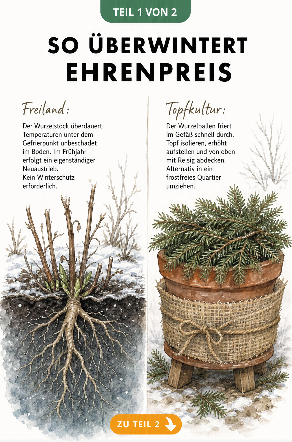 Illustration zur Überwinterung von Ehrenpreis im Freiland und im Topf