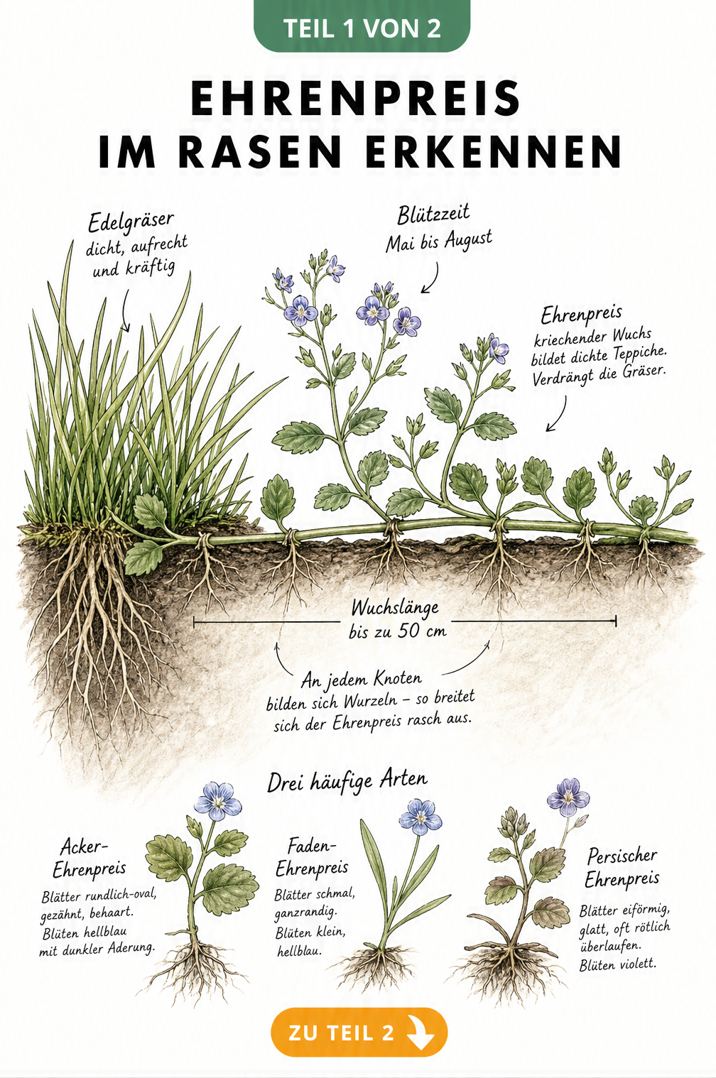 Botanische Querschnitt-Illustration von Ehrenpreis im Rasen mit Wurzeln, Stängeln und Blüten