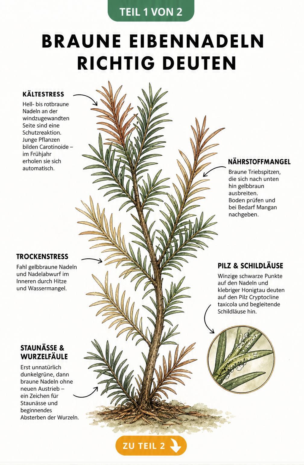 Botanische Illustration eines Eibenzweigs, der verschiedene Ursachen für braune Nadeln wie Kälte, Nährstoffmangel, Trockenheit und Staunässe zeigt.