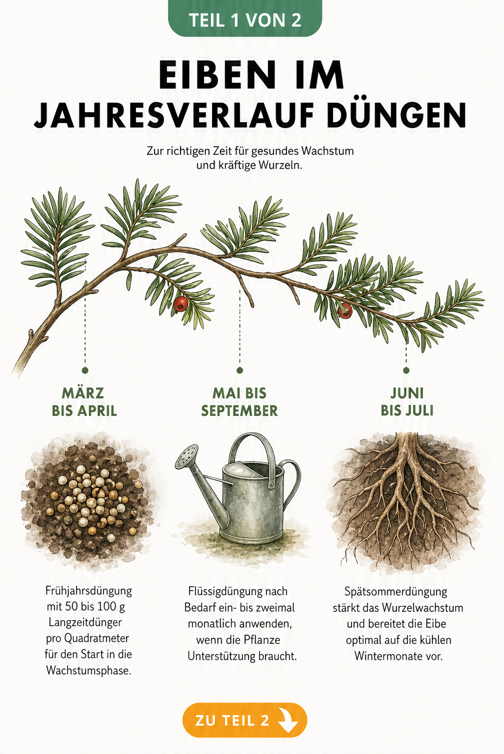 Illustration eines Eibenzweigs als Zeitachse mit Düngestationen im Frühjahr, Sommer und Spätsommer