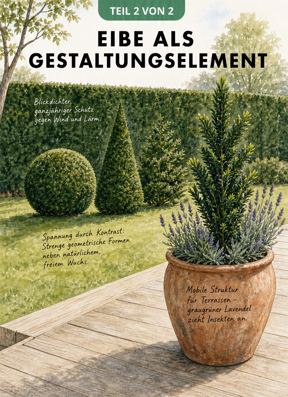 Illustration der Eibe als Gestaltungselement: als blickdichte Hecke, geometrischer Solitär und im Pflanzkübel