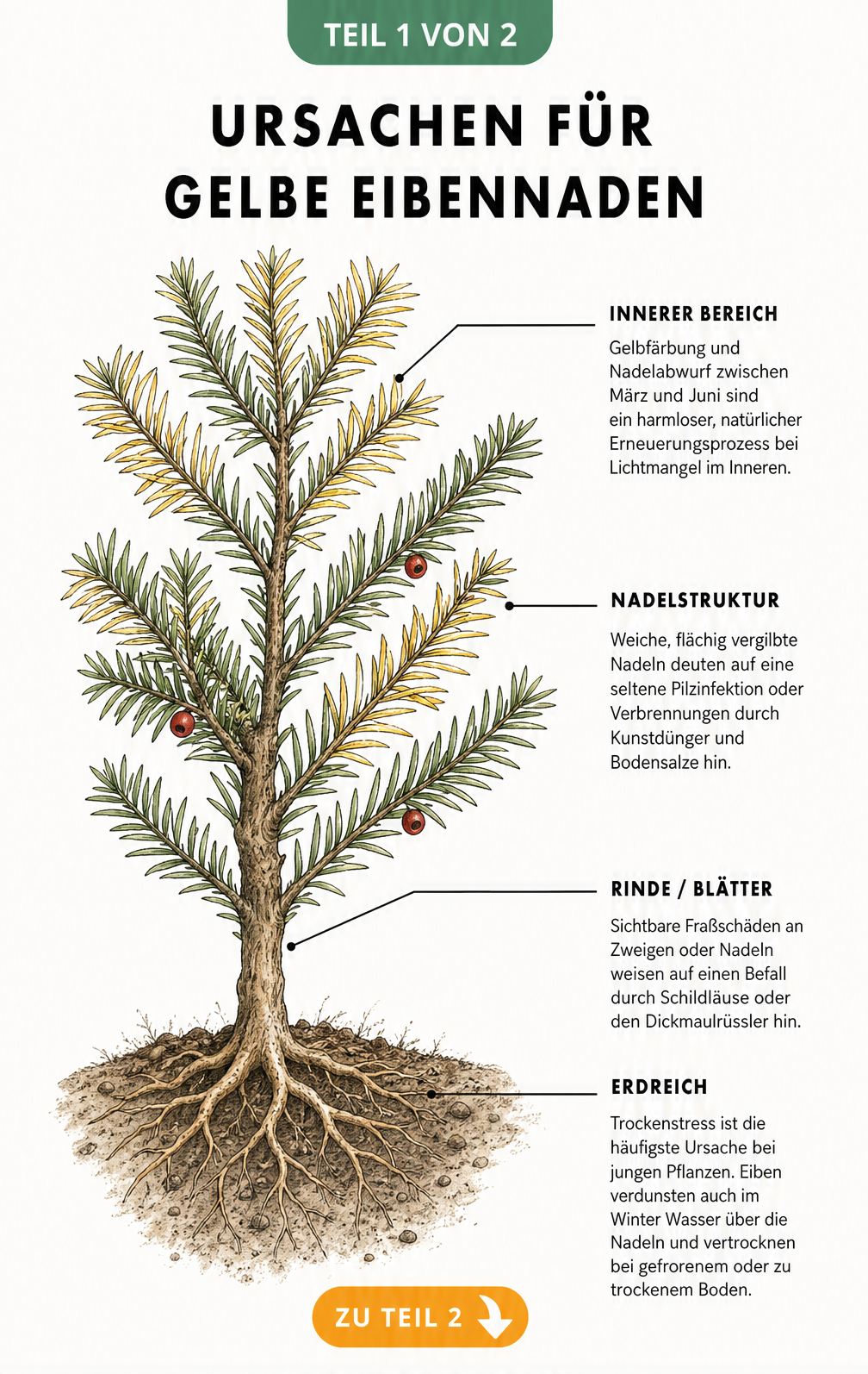 Botanische Illustration eines Eibenzweigs mit Wurzeln, die Ursachen für gelbe Nadeln wie Lichtmangel, Pilzinfektionen, Schädlinge und Trockenstress zeigt.