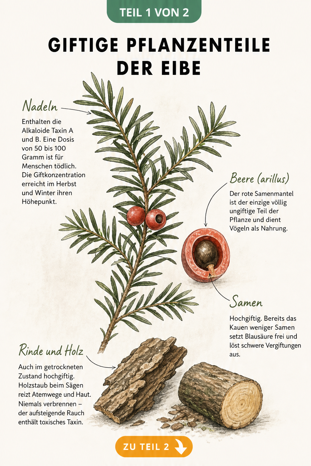 Botanische Illustration eines Eibenzweigs mit Nadeln, roten Beeren und Holz, die die giftigen Pflanzenteile der Eibe erklärt