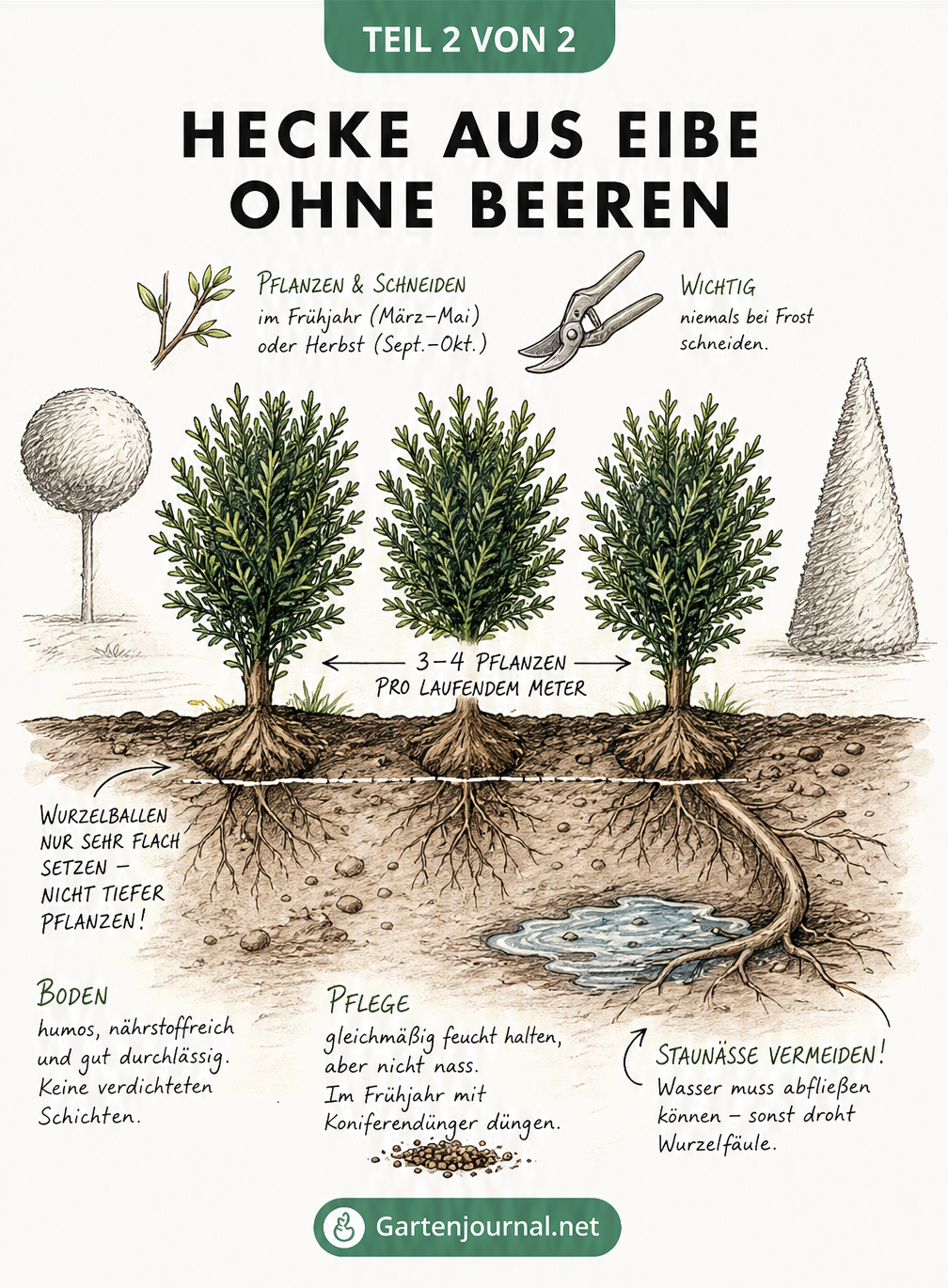 Querschnitt eines Gartenbeets mit drei Eibenpflanzen, Maßpfeil für Pflanzabstand und flachem Wurzelwerk