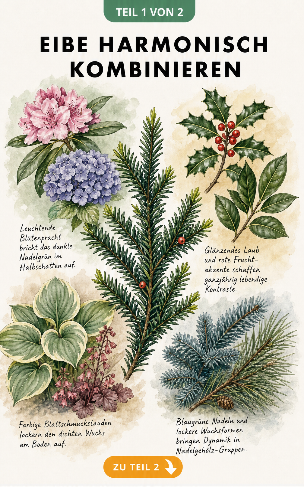 Illustration verschiedener Pflanzpartner für die Eibe wie Rhododendron, Hortensie, Stechpalme und Funkien