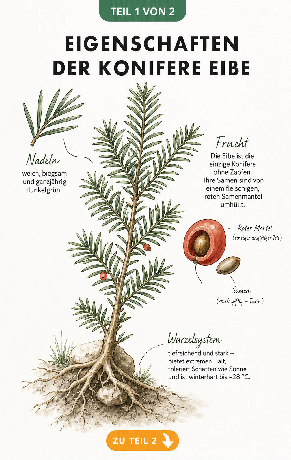 Botanische Illustration eines Eibenzweigs mit Nadeln, roten Samenmänteln und tiefem Wurzelsystem
