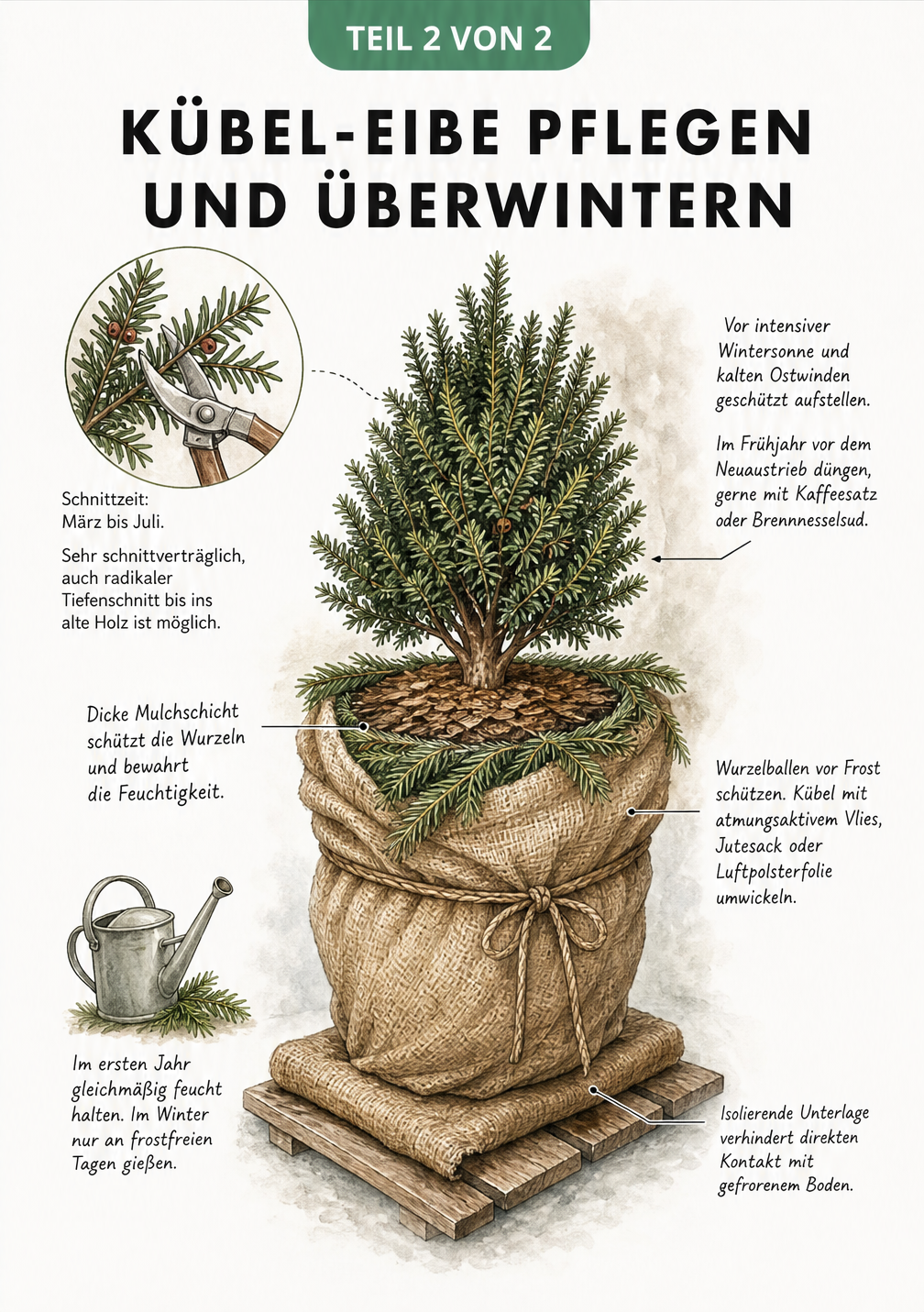 Illustration einer winterfest eingepackten Eibe im Kübel mit Hinweisen zu Gießen, Düngen und Winterschutz.