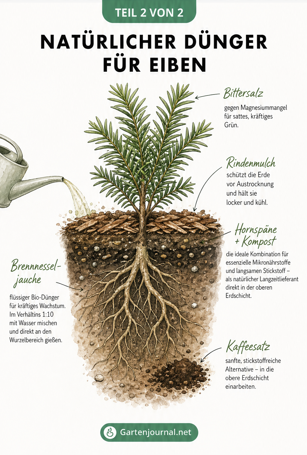 Querschnitt-Zeichnung einer Eibe, die die Wirkung von Bittersalz, Rindenmulch, Hornspänen, Kompost, Brennnesseljauche und Kaffeesatz zeigt