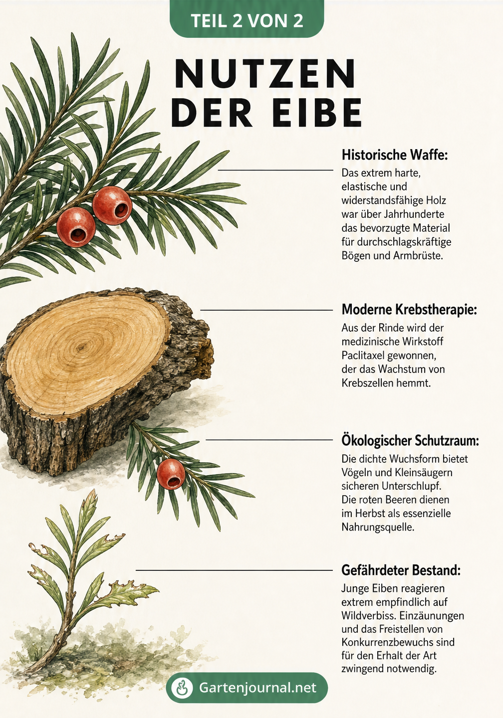 Naturwissenschaftliche Tafel mit Eibenzweig, Holzquerschnitt, Rinde und Beeren, die historische und moderne Nutzungen der Eibe erklärt.