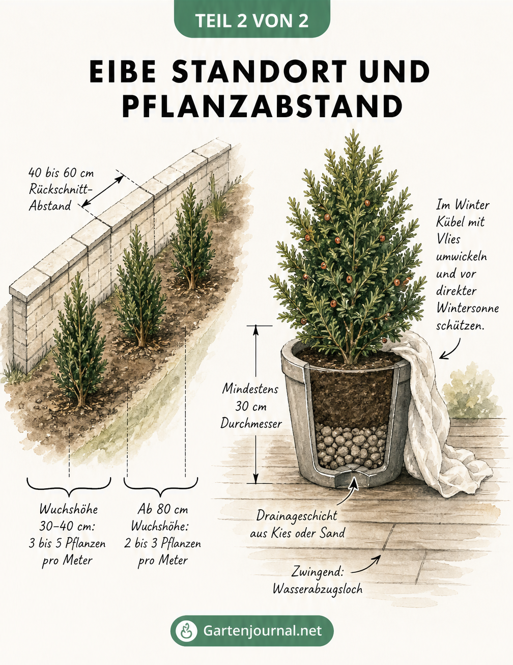 Isometrische Zeichnung von Eiben als Hecke mit Pflanzabständen und einer Eibe im Kübel mit Drainageschicht