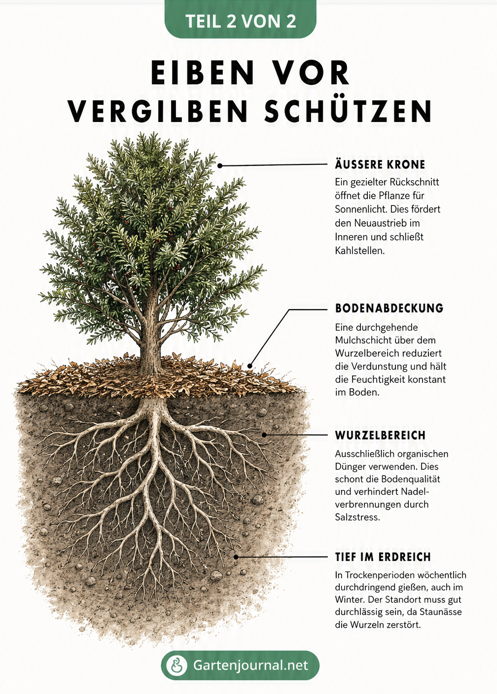 Schnittdarstellung einer Eibe im Erdreich mit Pflegemaßnahmen wie Rückschnitt, Mulchen, organischem Dünger und richtigem Gießen gegen Vergilben.