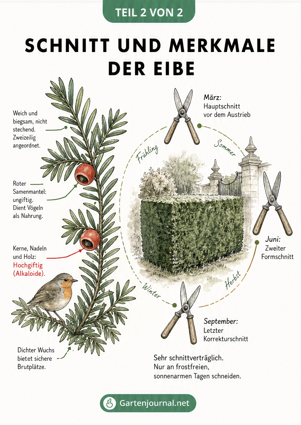 Botanische Zeichnung eines Eibenzweigs mit roten Beeren und Skizze einer Eibenhecke mit Schnittkalender