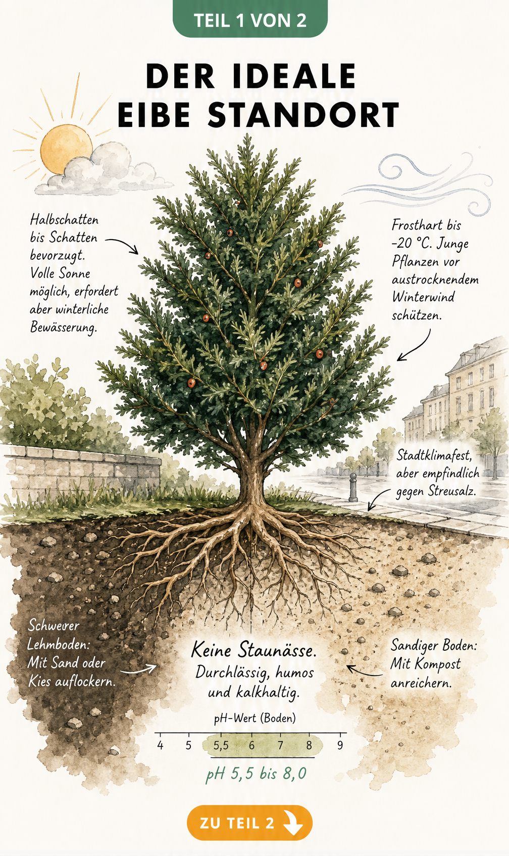 Botanische Querschnitt-Illustration einer Eibe mit Wurzelwerk, Bodenbeschaffenheit und Lichtverhältnissen