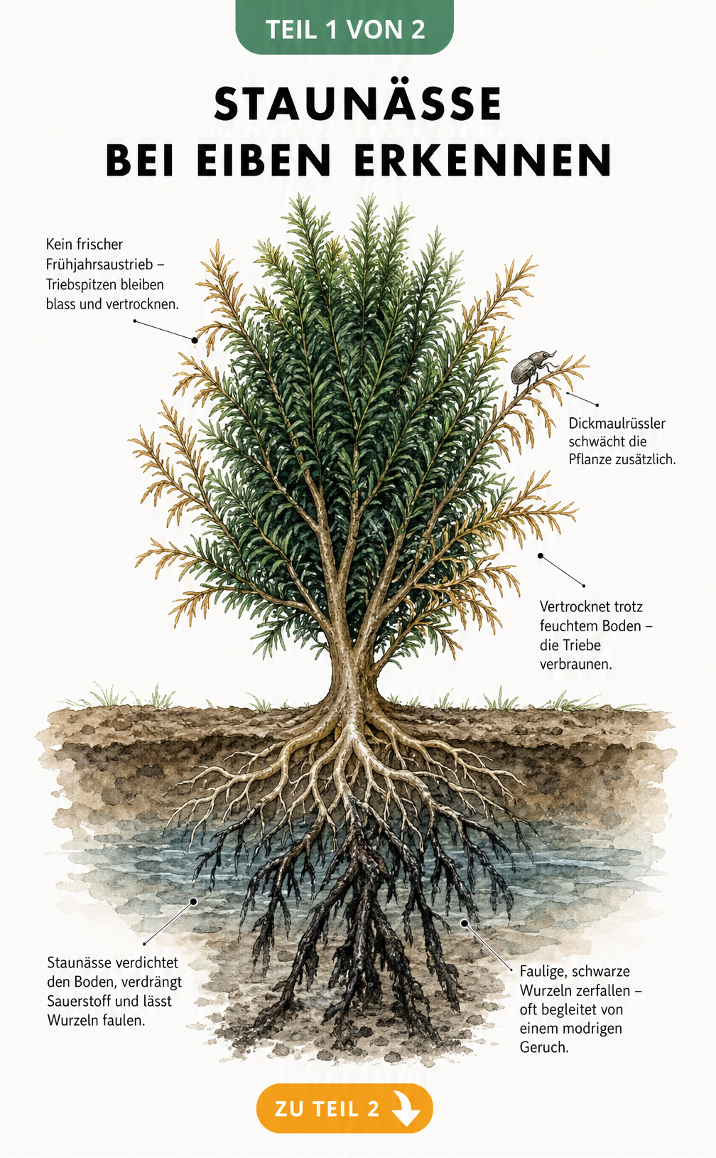 Botanische Illustration einer Eibe im Querschnitt, die gesunde und verfaulte Wurzeln bei Staunässe sowie verfärbte Nadeln zeigt.
