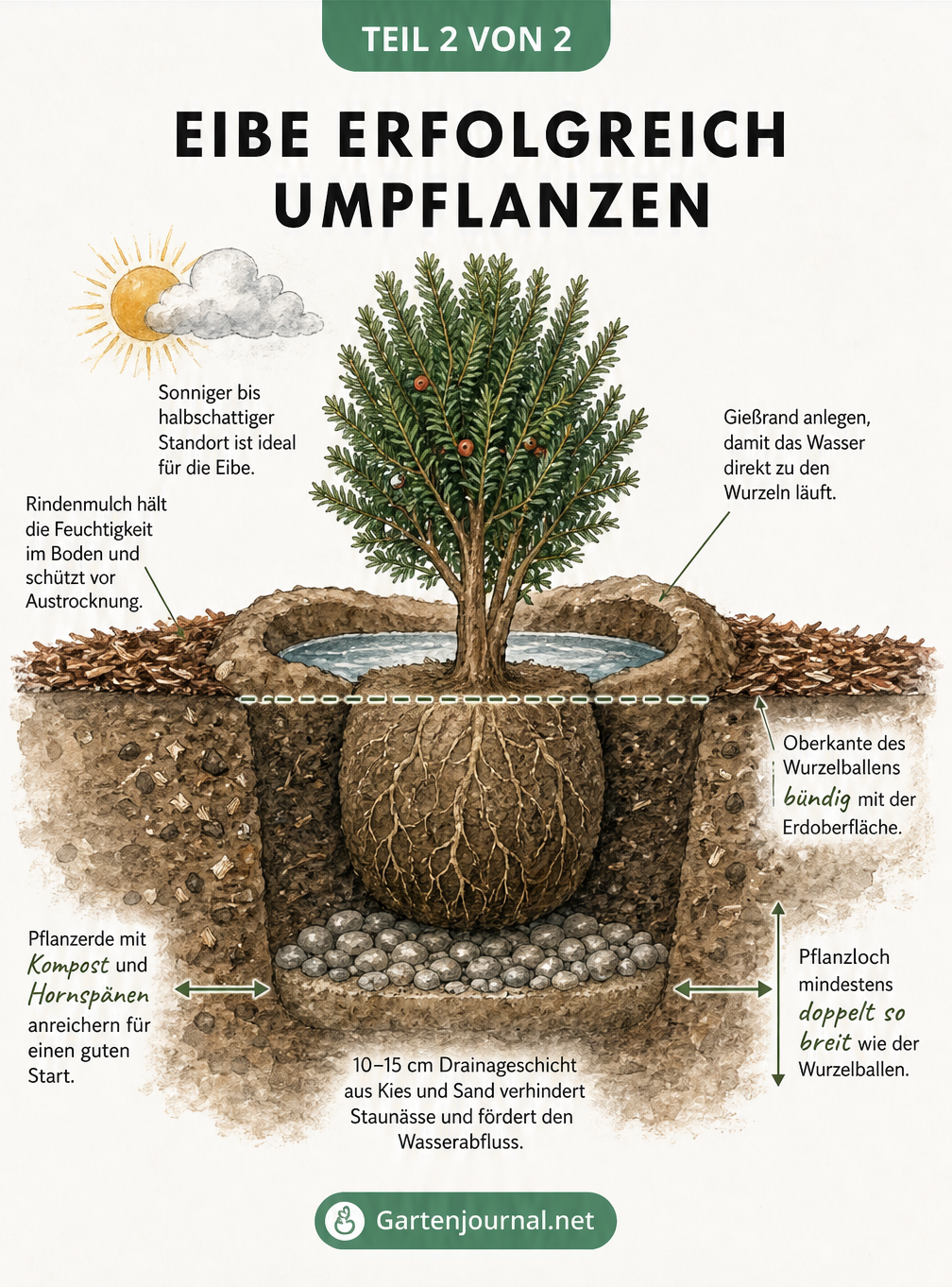 Querschnitt eines Pflanzlochs für eine Eibe mit Drainage, Kompost, Gießrand und Rindenmulch.