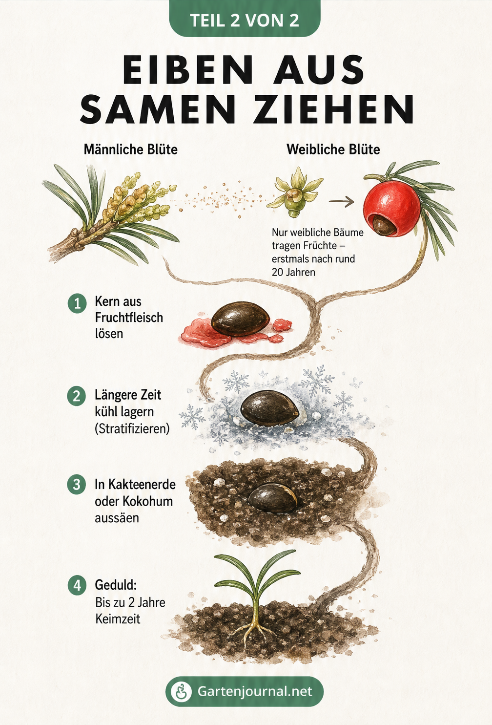 Zeitstrahl zur Vermehrung der Eibe aus Samen von der Blüte bis zum neuen Trieb