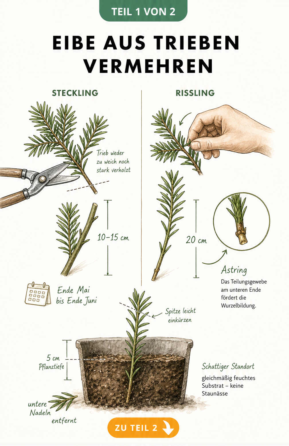 Botanische Illustration zur Vermehrung der Eibe durch Stecklinge und Risslinge mit Längenangaben und Pflanztiefe