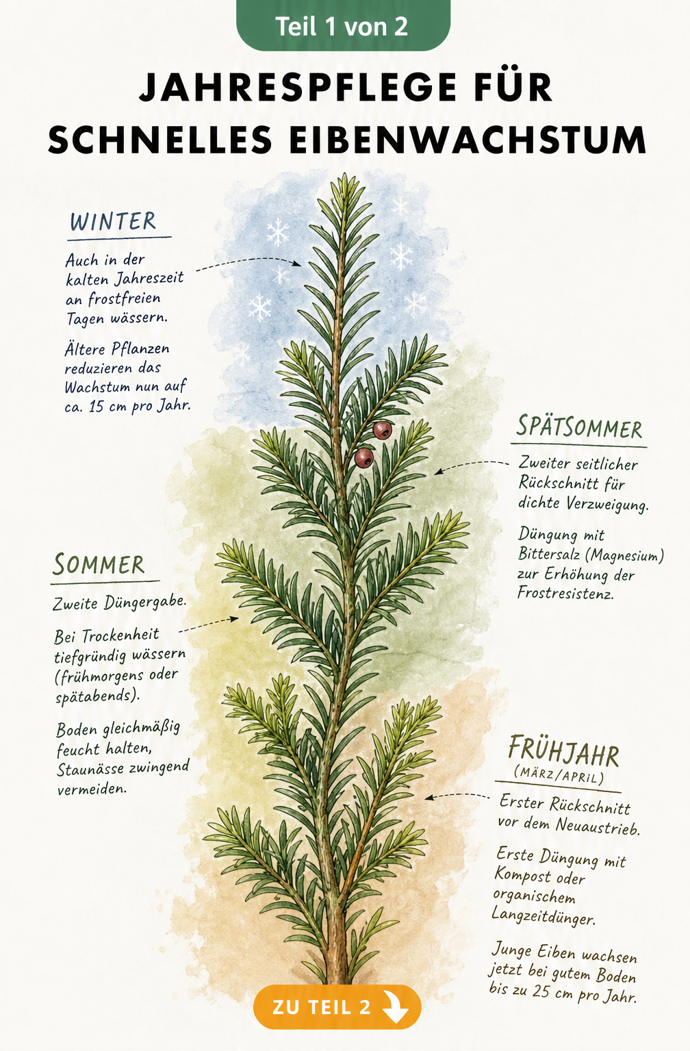 Botanische Illustration eines Eibenzweigs mit Pflegehinweisen für Frühjahr, Sommer, Spätsommer und Winter zur Wachstumsförderung.