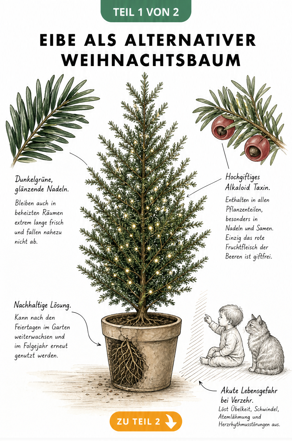 Botanische Illustration einer Eibe im Topf mit vergrößertem Zweig, der Nadeln und giftige Beeren zeigt