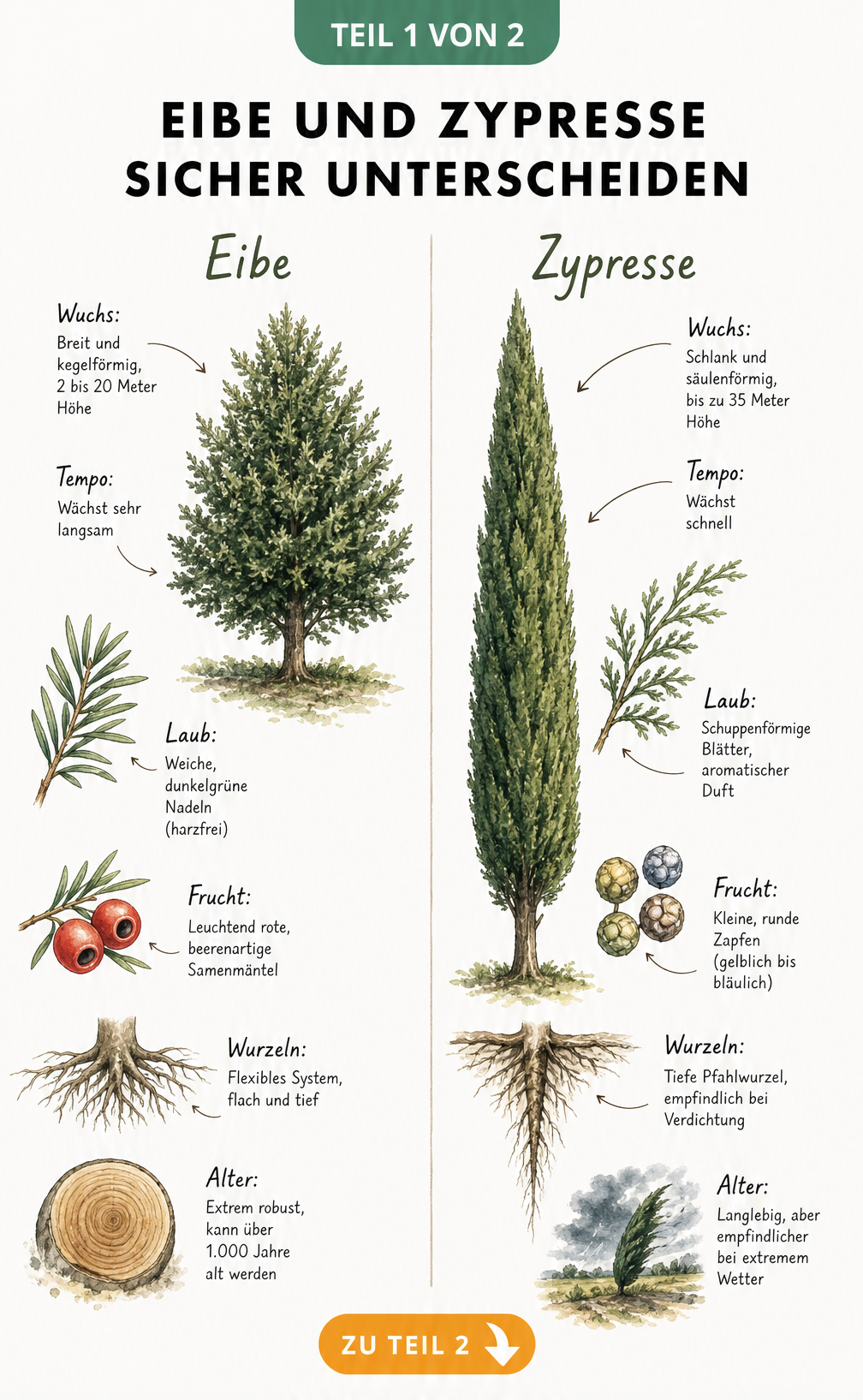 Botanische Illustration von Eibe und Zypresse mit Details zu Wuchs, Nadeln, Früchten und Wurzeln