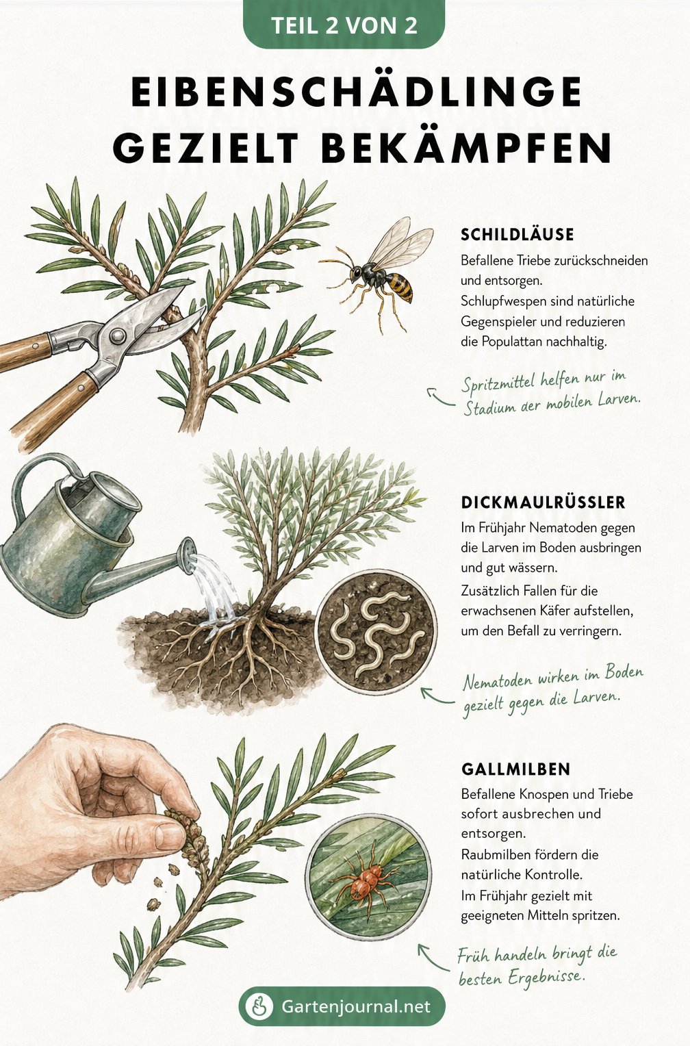 Skizzenhafte Übersicht zur Bekämpfung von Eibenschädlingen mit Gartenschere, Nematoden und Raubmilben