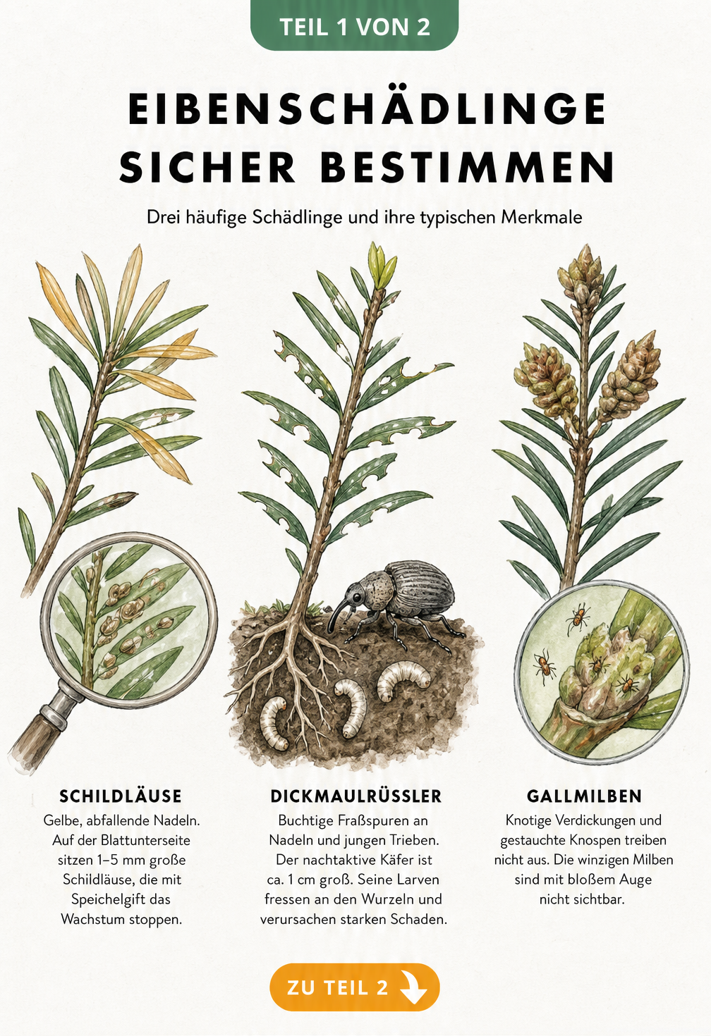 Botanische Illustration von Eibenzweigen mit Schadbildern durch Schildläuse, Dickmaulrüssler und Gallmilben