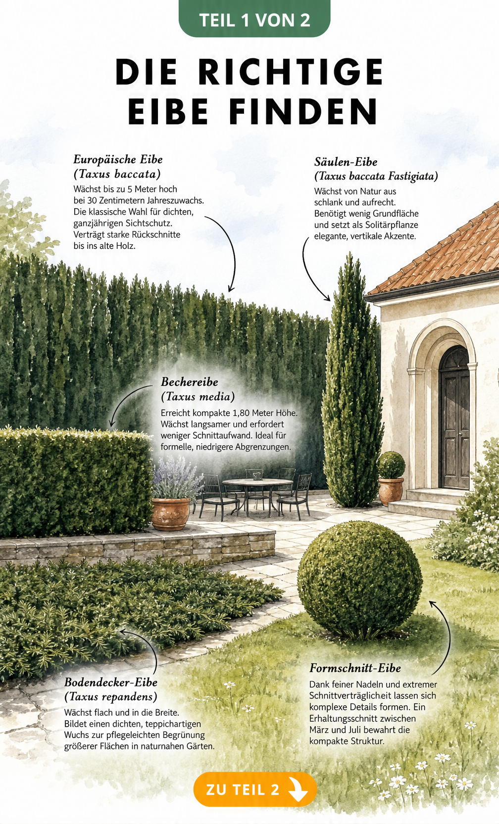 Handgezeichnete Gartenlandschaft mit verschiedenen Eiben-Sorten wie Europäische Eibe, Bechereibe und Säulen-Eibe