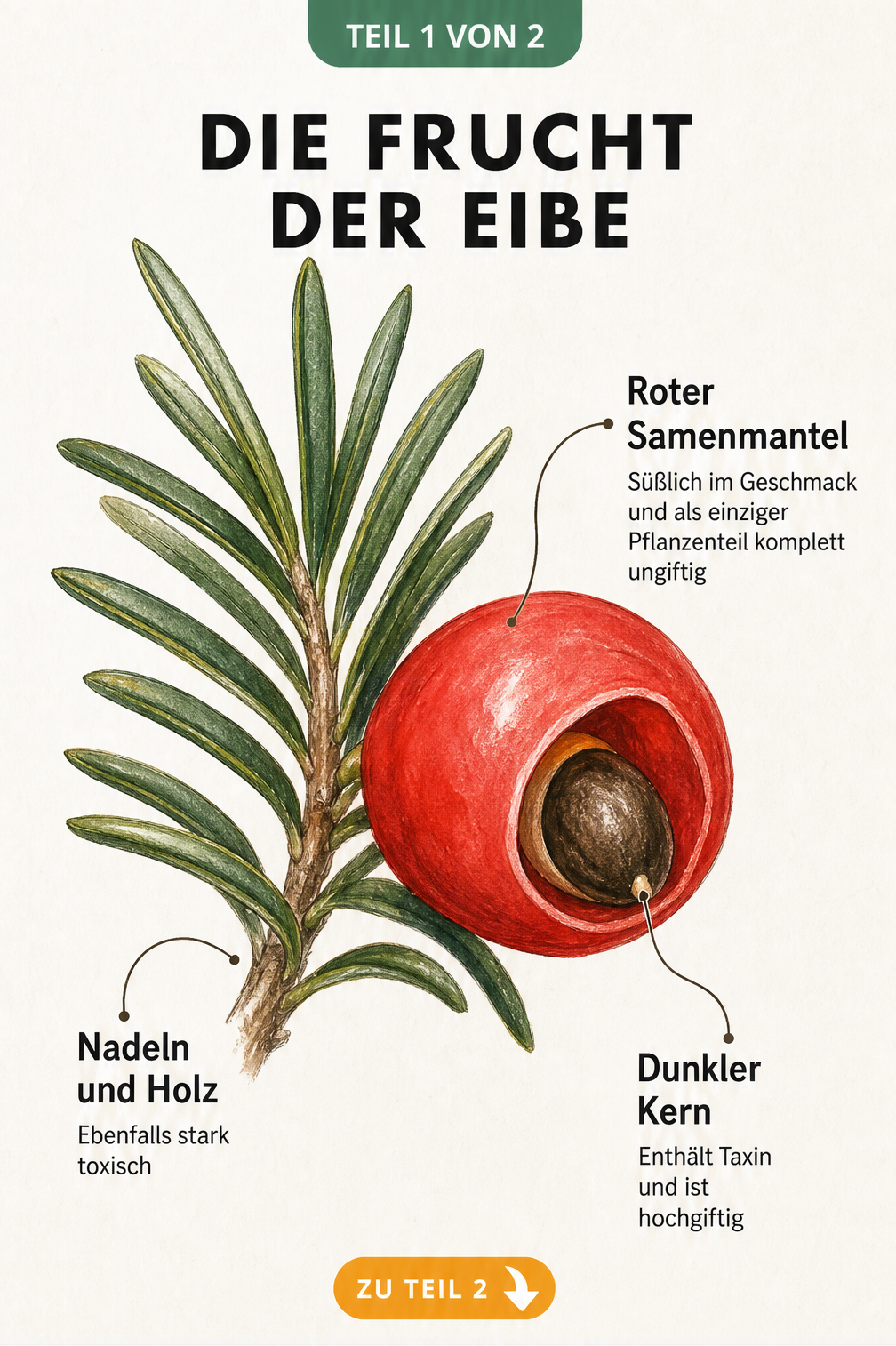 Botanische Schnittzeichnung einer Eibenfrucht mit rotem Samenmantel und dunklem Kern