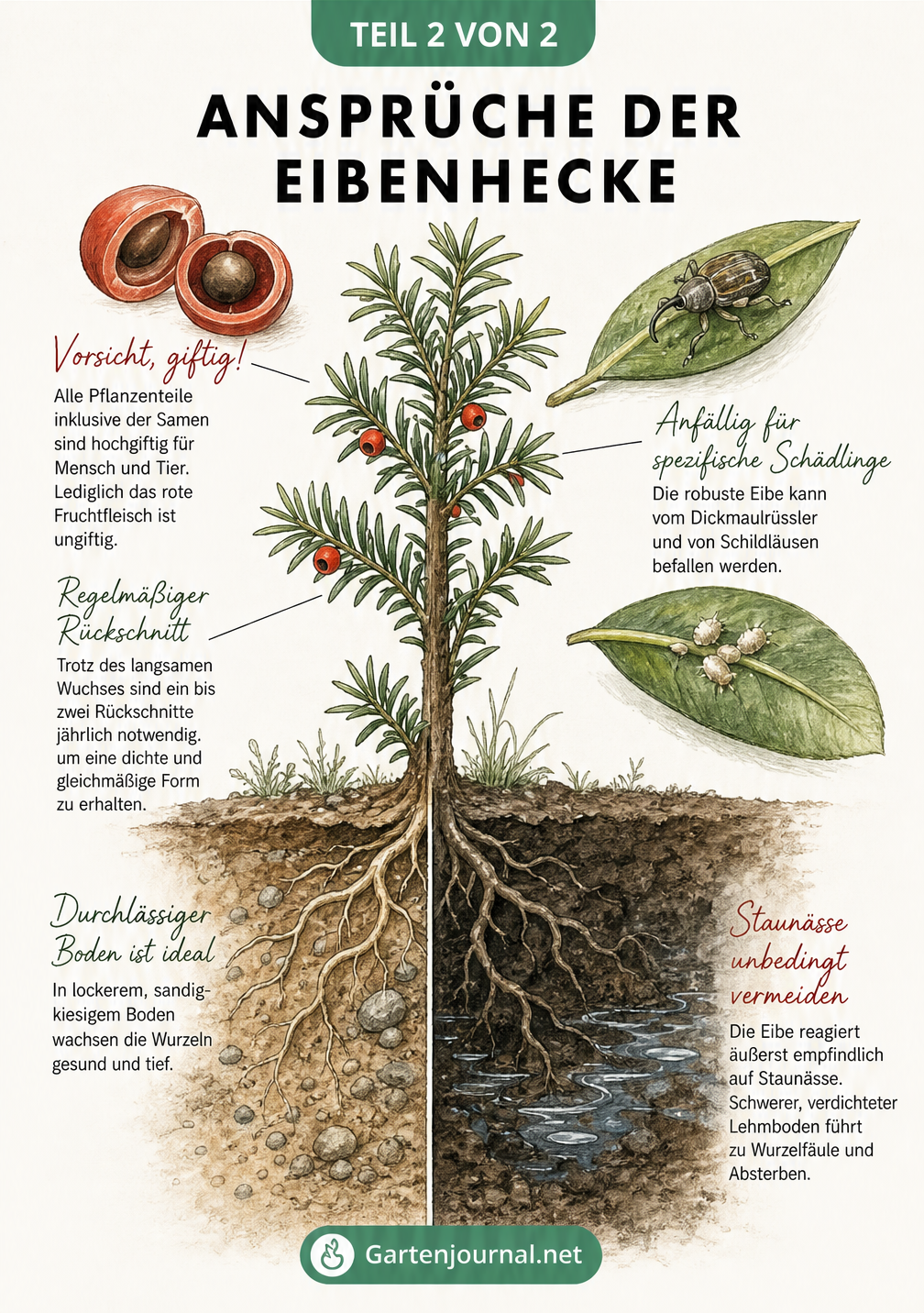 Querschnitt-Illustration einer Eibenpflanze mit Wurzelwerk in gesundem und staunassem Boden, dazu Details zu giftigen Beeren und Schädlingen
