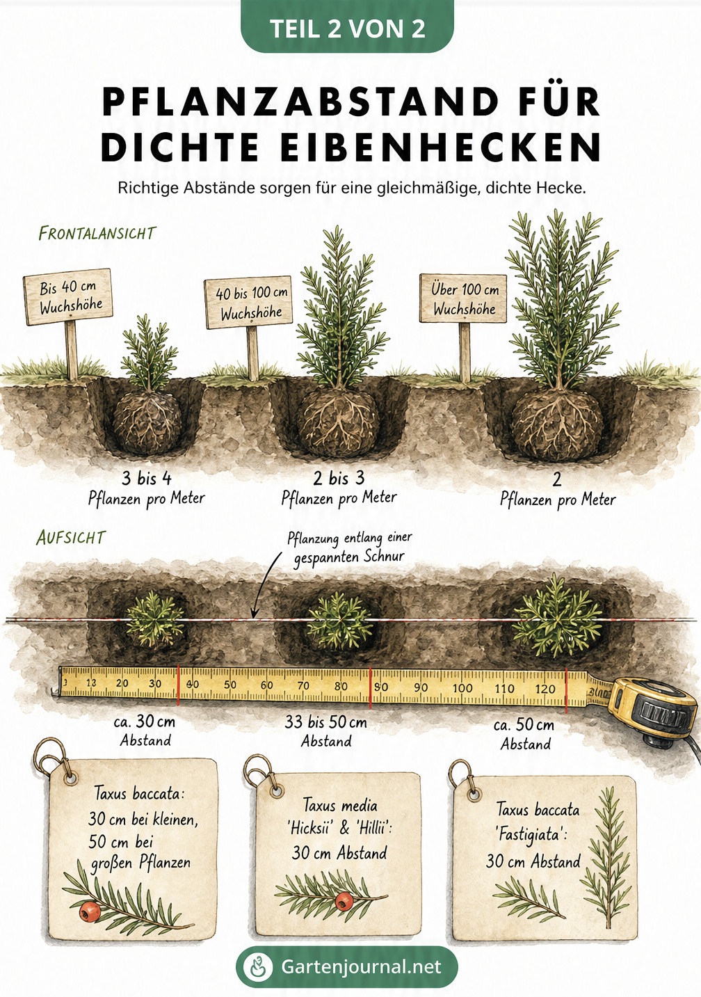 Illustration eines Pflanzgrabens mit Eiben-Setzlingen und Maßband, das den idealen Pflanzabstand zeigt.