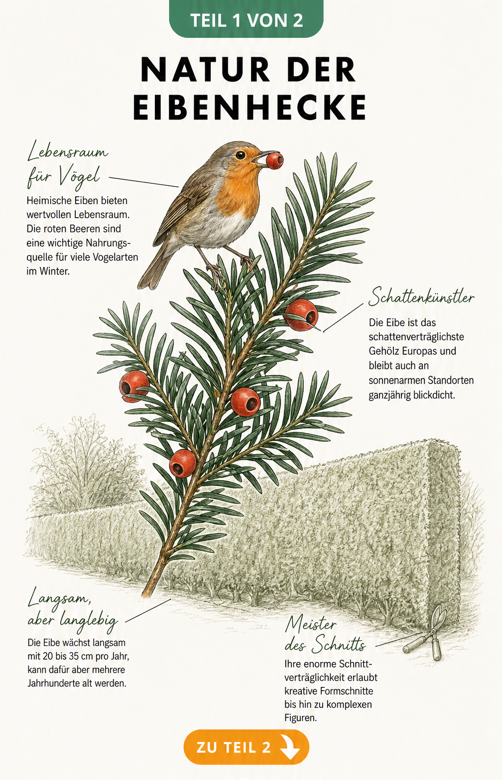 Botanische Illustration eines Eibenzweigs mit roten Beeren und Vogel, dazu eine skizzierte Eibenhecke mit Hinweisen zu Wuchs und Schnittverträglichkeit