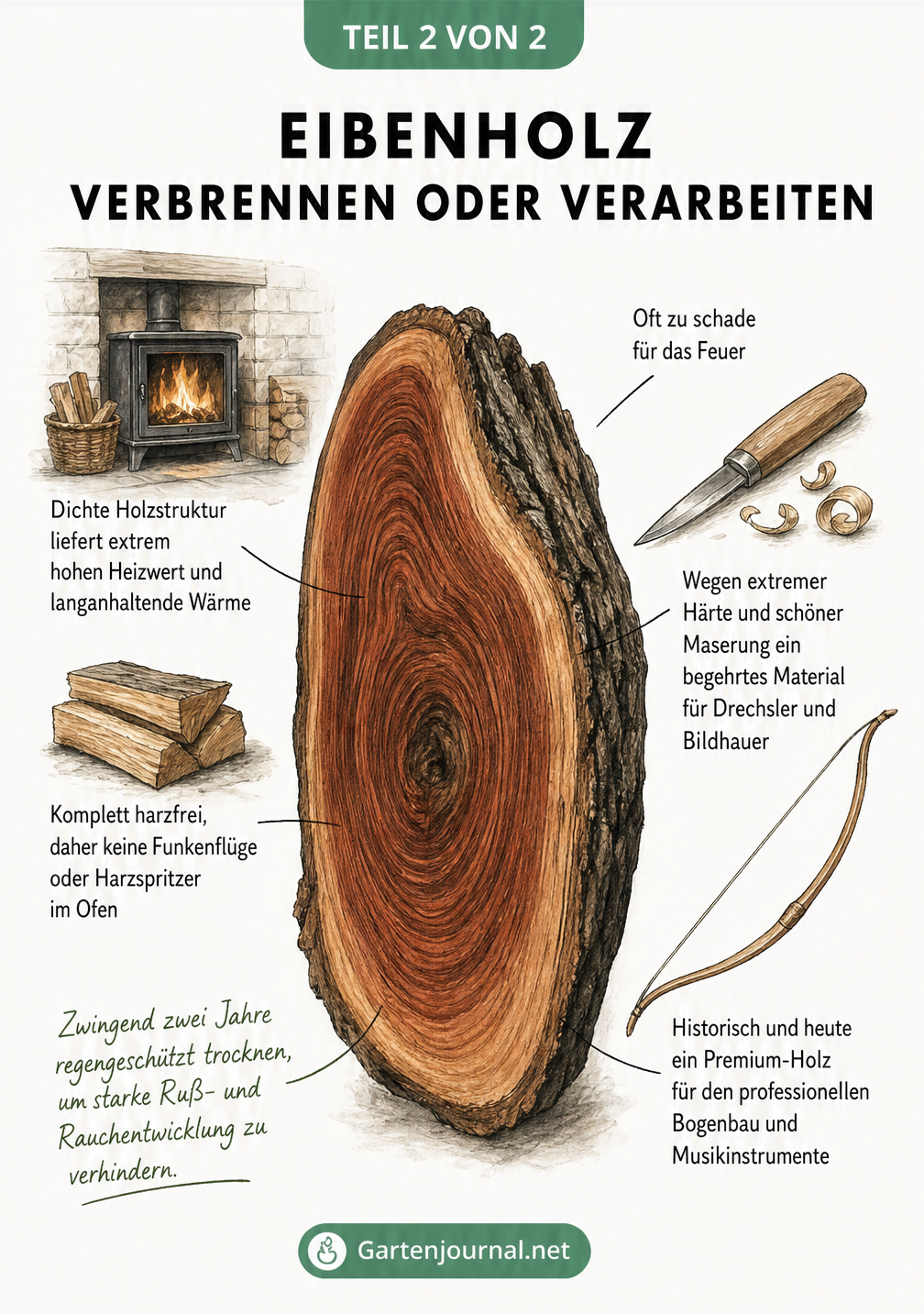 Illustration eines Eibenholzscheits mit Hinweisen zur Nutzung als Brennholz und für das Handwerk.