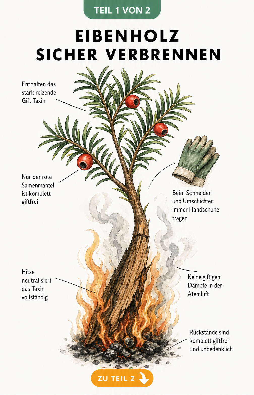 Botanische Illustration eines Eibenzweigs, der in ein brennendes Holzscheit übergeht, mit Hinweisen zur Giftigkeit und sicheren Verbrennung.