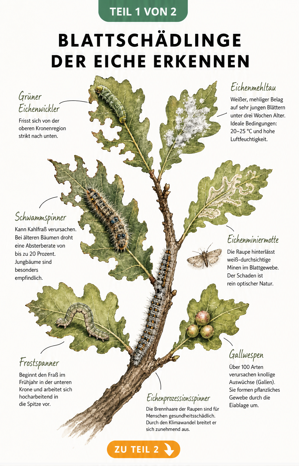 Botanische Illustration eines Eichenzweigs mit verschiedenen Blattschädlingen wie Frostspanner, Schwammspinner und Eichenmehltau sowie deren Schadbildern.