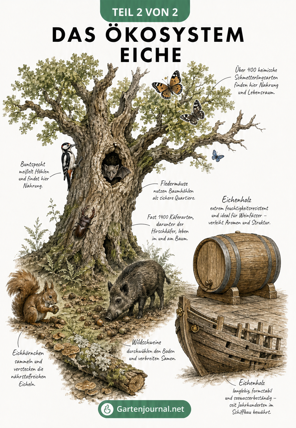 Illustration einer alten Eiche als Lebensraum für Schmetterlinge, Spechte, Fledermäuse und Käfer sowie Darstellung der Holznutzung