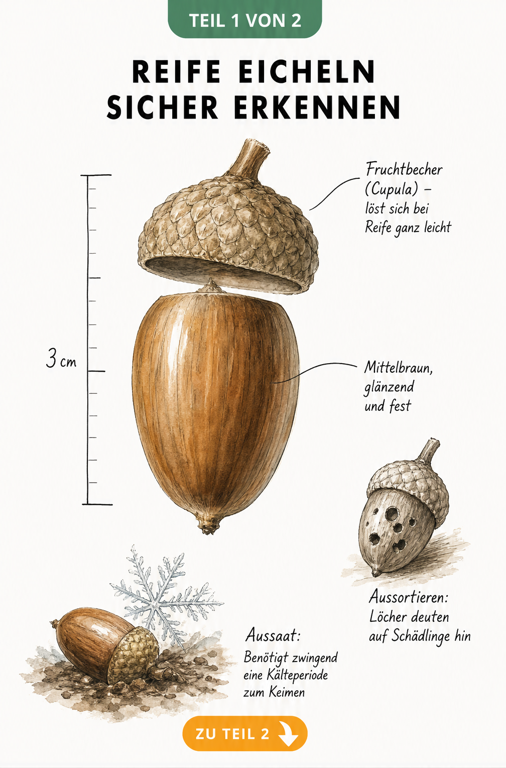 Botanische Illustration einer Eichel mit Maßstab und Hinweisen zu Fruchtbecher, Schale und Schädlingen