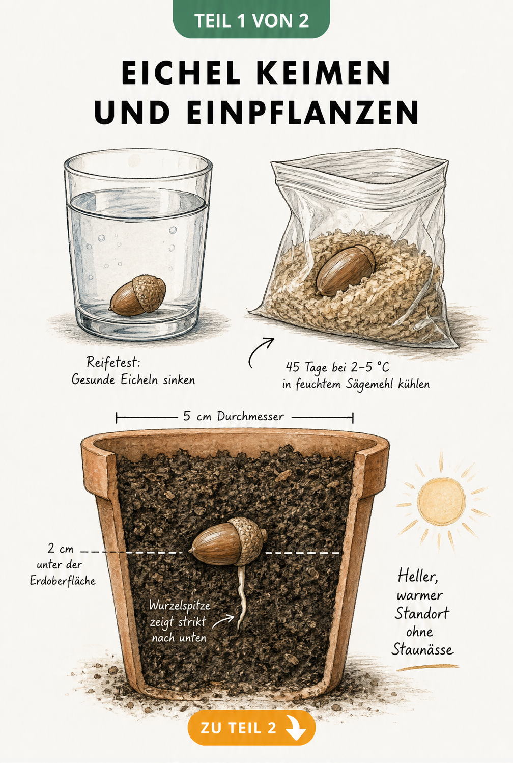 Botanische Illustration: Eichel im Wasserglas beim Reifetest und im Topf mit Erde eingepflanzt