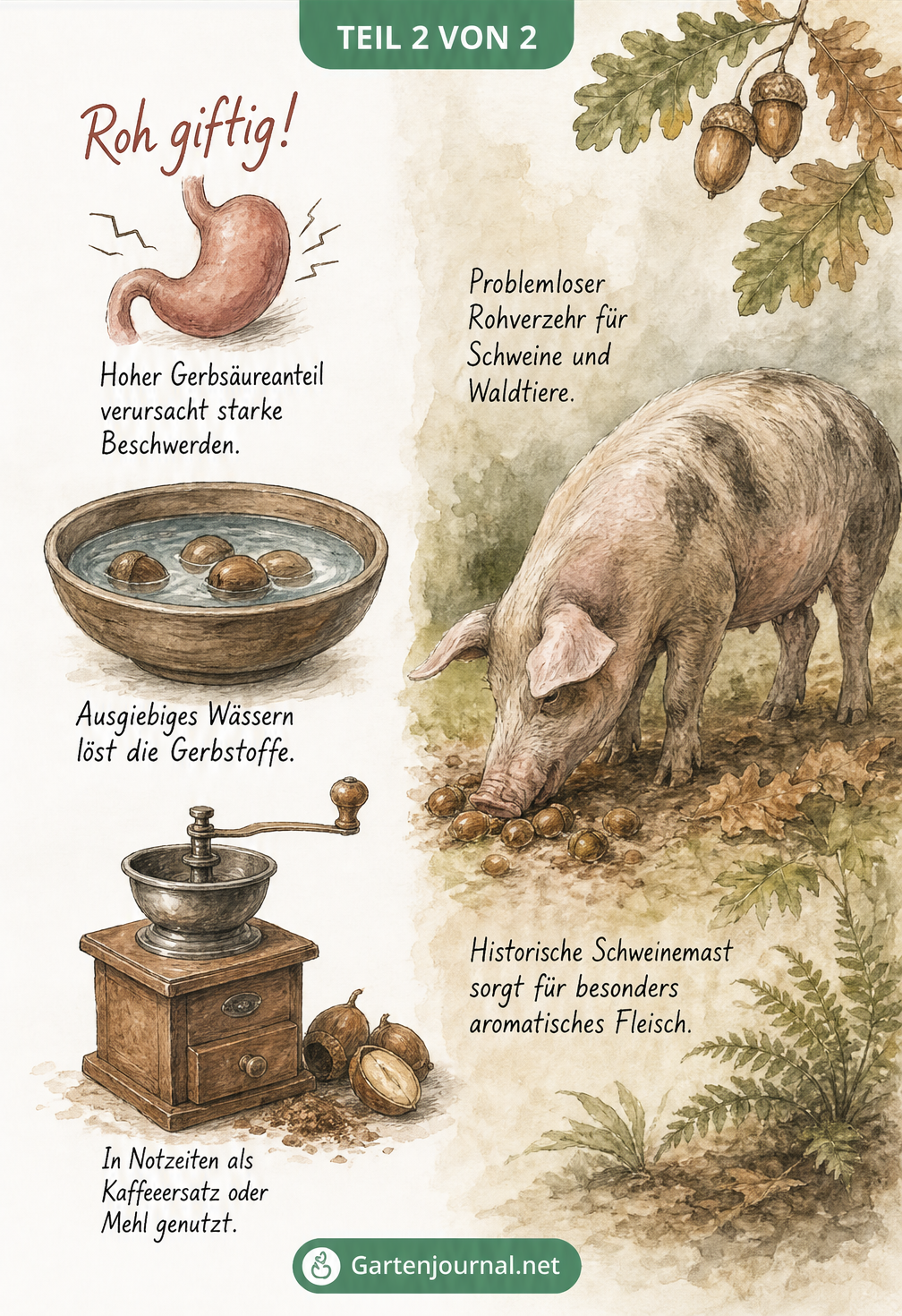 Illustration zur Verwendung von Eicheln für Mensch und Tier, mit Warnung vor rohem Verzehr und Schweinemast