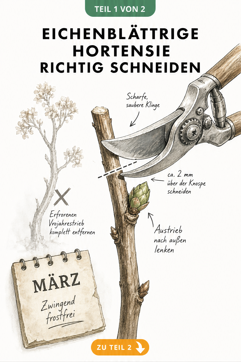Illustration eines Zweigs der Eichenblättrigen Hortensie mit Gartenschere, die den richtigen Schnittwinkel über einer Knospe zeigt