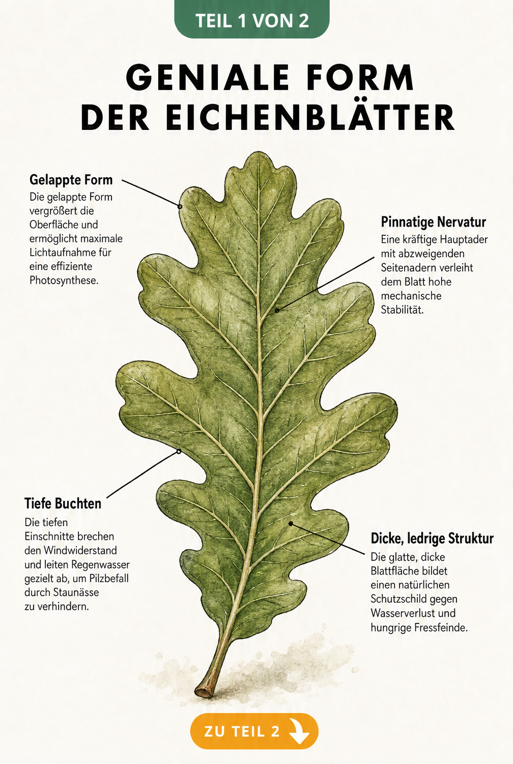 Botanische Illustration eines Eichenblattes mit Erklärungen zu Form, Buchten, Nervatur und Struktur