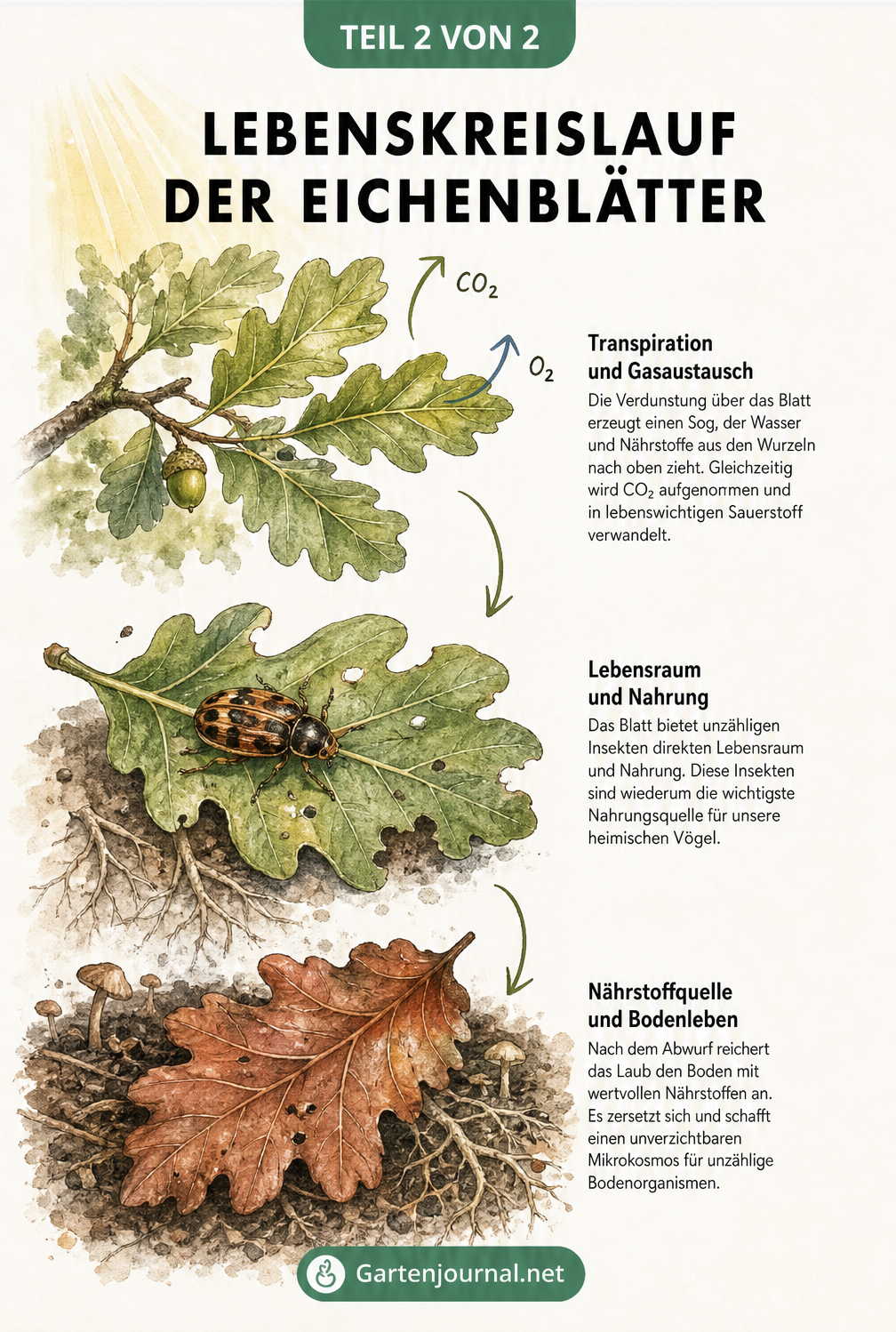 Illustration des Lebenskreislaufs eines Eichenblattes von der Transpiration am Baum bis zum Laub auf dem Waldboden